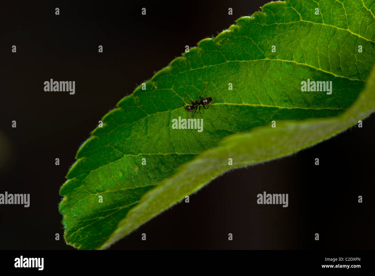 Ameise auf ein grünes Blatt mit schwarzem Hintergrund Stockfoto
