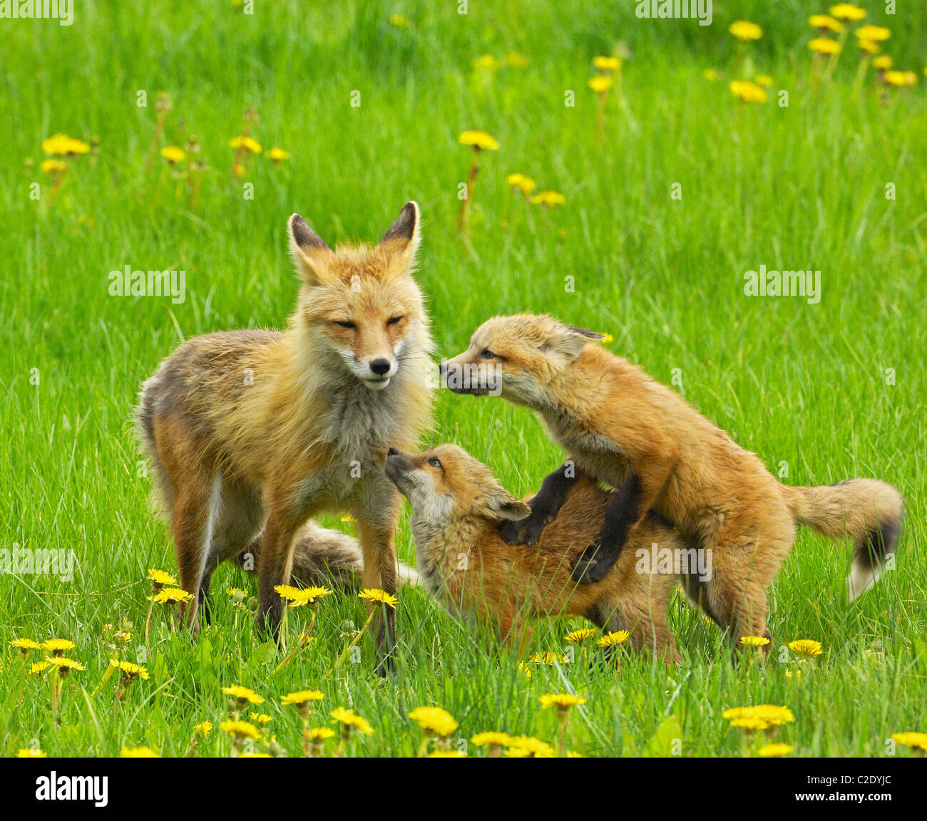 Rotfuchs Familie spielen. Stockfoto