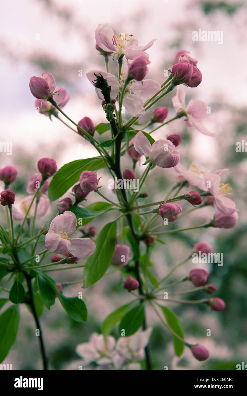 Kirschbaum Blüte Stockfoto