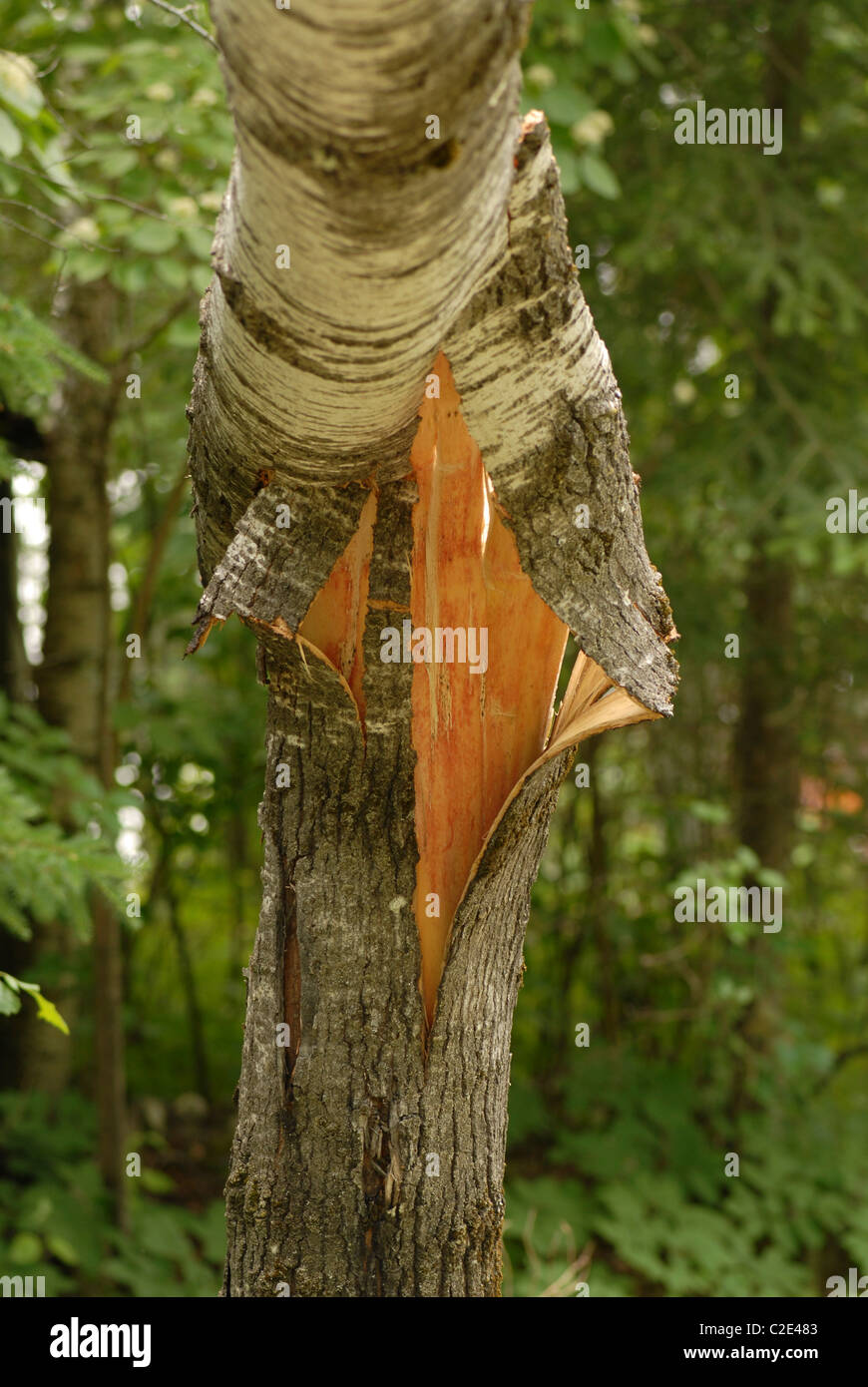 Gebrochene Baumstamm Stockfoto
