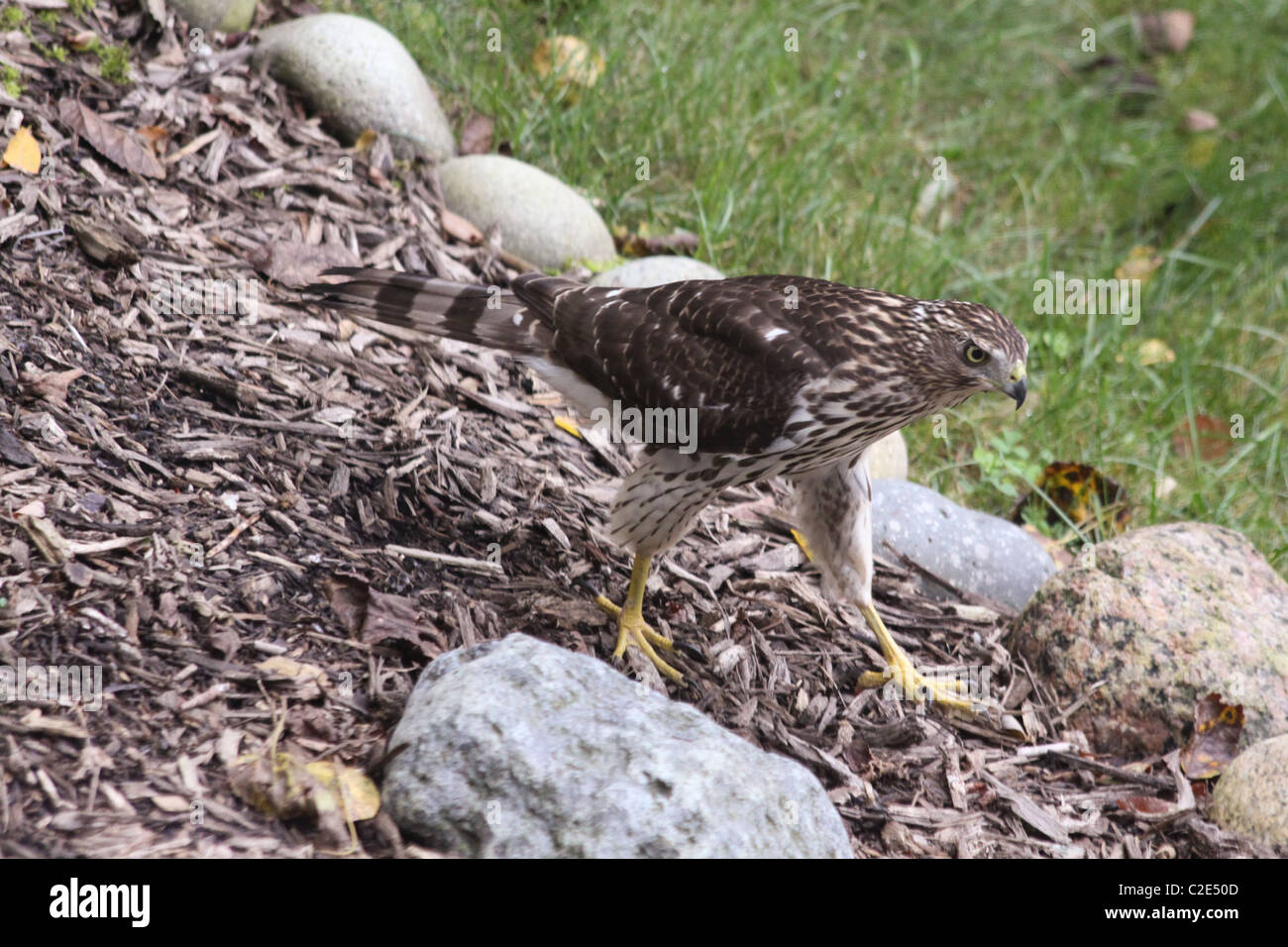 Cooper's Hawk auf dem Boden Stockfoto