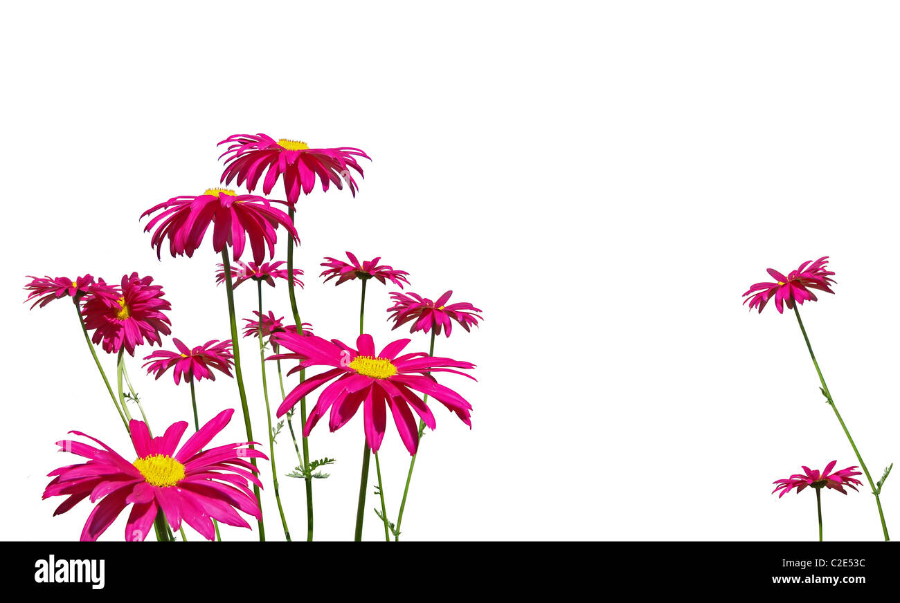 Gruppe von heißen rosa Gänseblümchen Blumen isoliert auf weißem Hintergrund. Stockfoto