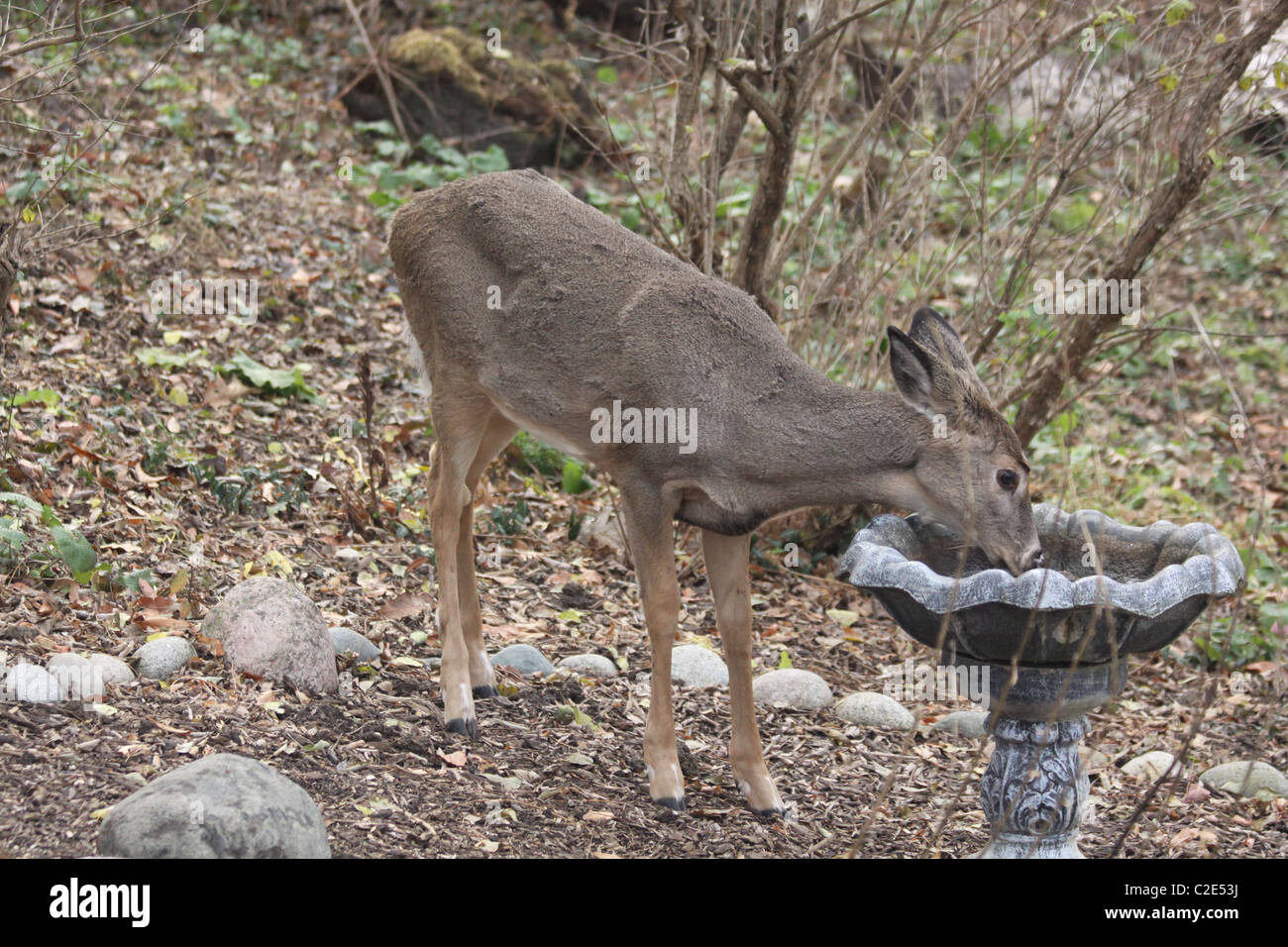 Weißen Schweif Hirsch Doe trinken aus einem Vogelbad im Herbst Wald Stockfoto