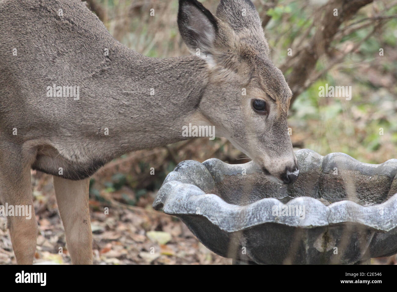 Weißen Schweif Hirsch Doe trinken aus einem Vogelbad im Herbst Wald Stockfoto