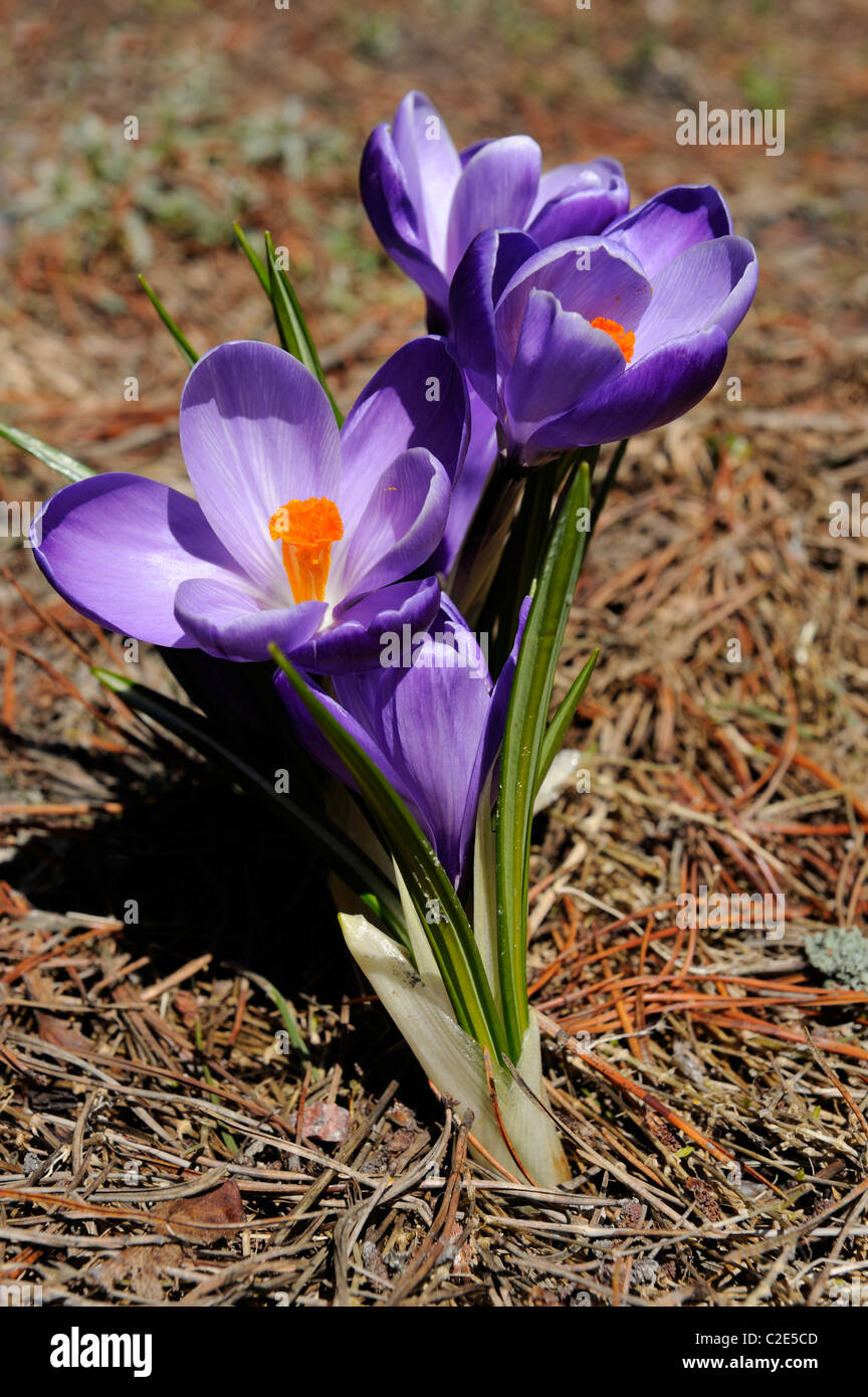 Crocoideae Crocus Vernus, Frühling Krokus, niederländische Krokus, Frühling blühenden Krokus an der alten Stadt Helsinki, Finnland, Scandinavia, Stockfoto