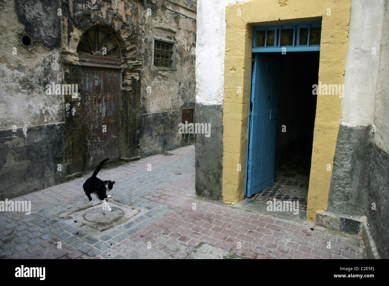 Eine Katze spielt mit eine Kakerlake in der Medina, Essaouira, Marokko, Nordafrika. Stockfoto