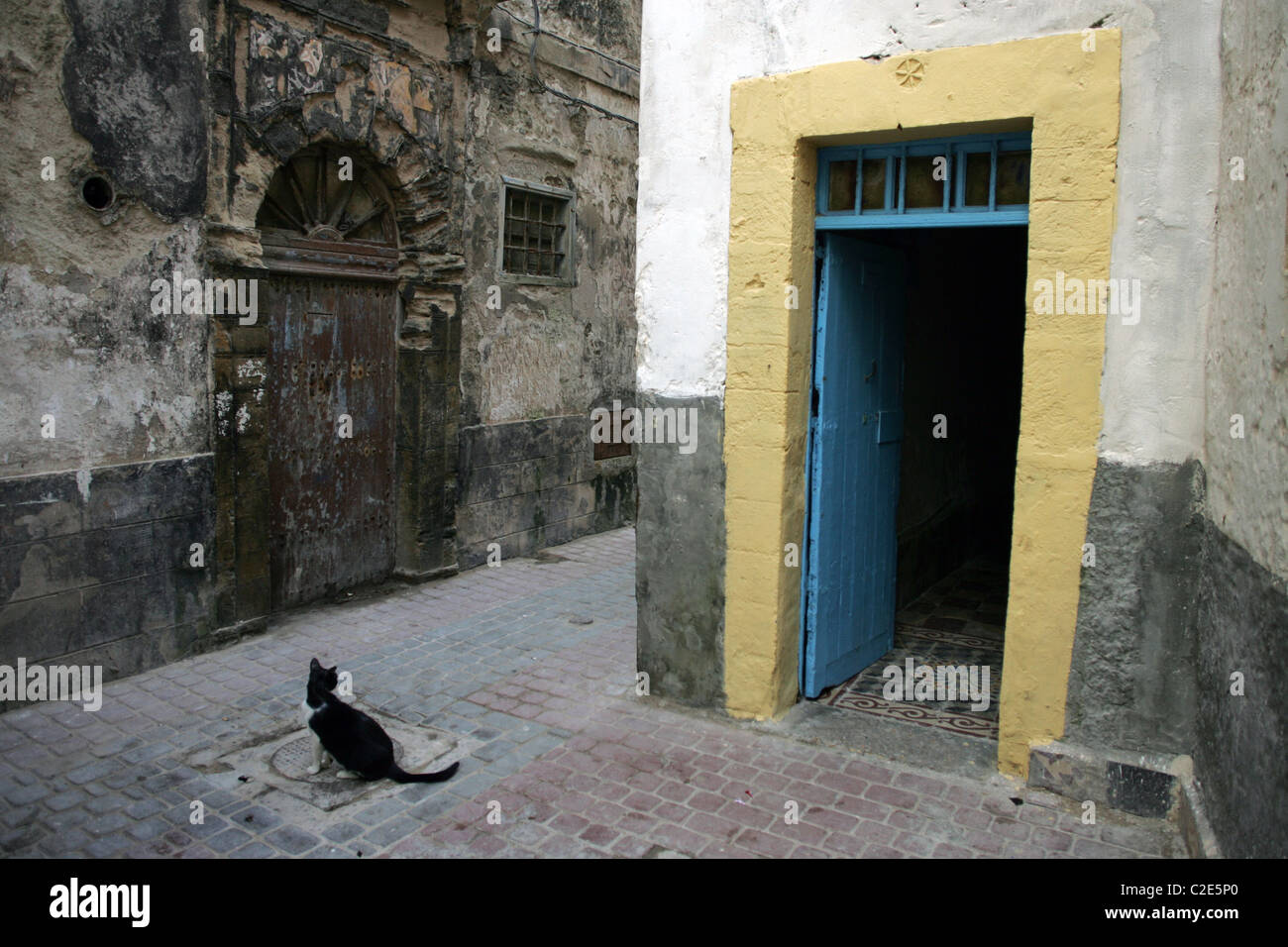 Eine Katze in der Medina, Essaouira, Marokko, Nordafrika. Stockfoto