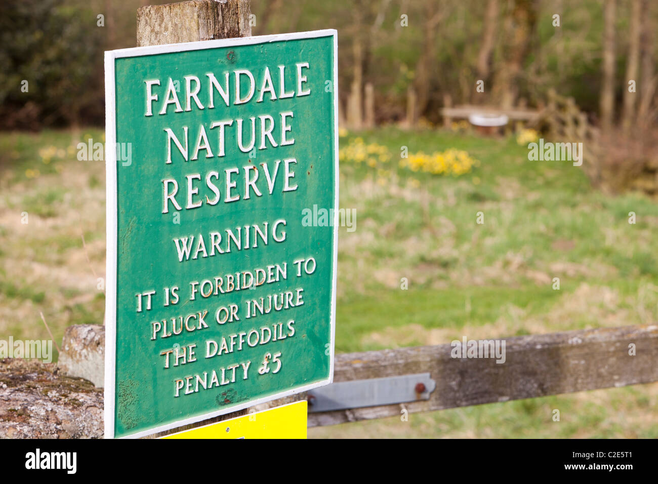 Wilde Narzissen blühen in Farndale in den North York Moors, Yorkshire, Großbritannien. Stockfoto