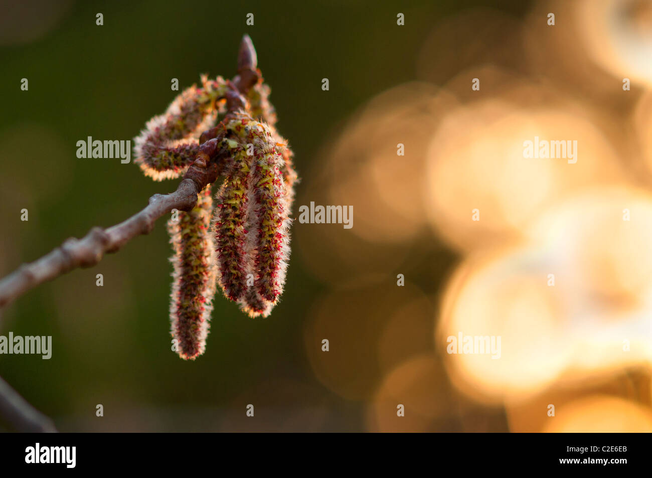 Catkin in goldenes Licht. Stockfoto