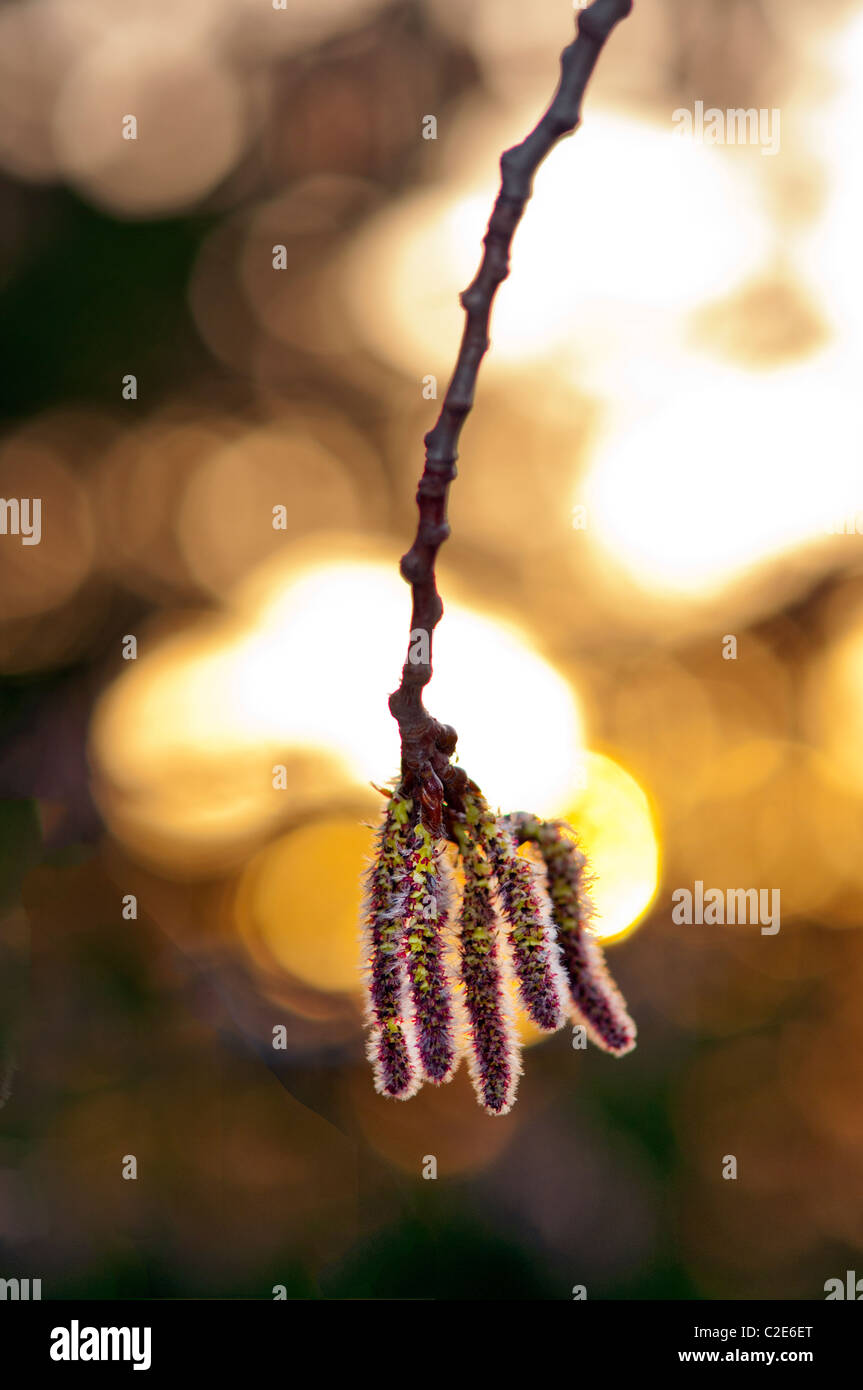 Catkin in goldenes Licht. Stockfoto