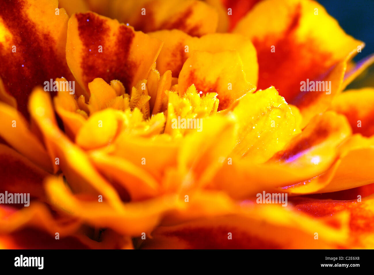 Gelben Blüten Stockfoto
