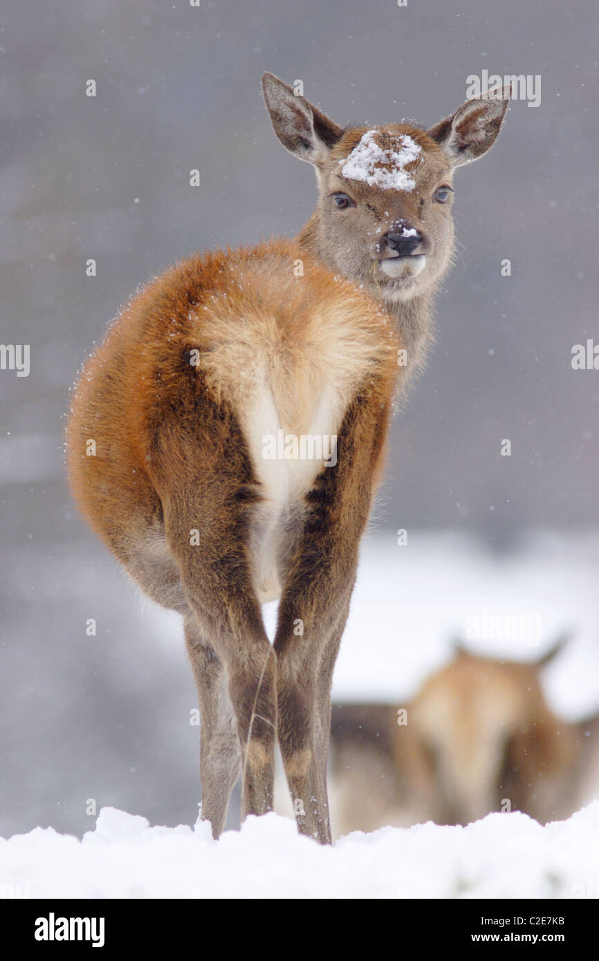 Red Deer Hind (Cervus Elaphus) im schweren Schnee, Winter, North Yorkshire, UK Stockfoto