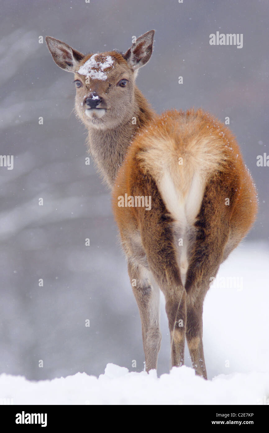 Red Deer Hind (Cervus Elaphus) im schweren Schnee, Winter, North Yorkshire, UK Stockfoto