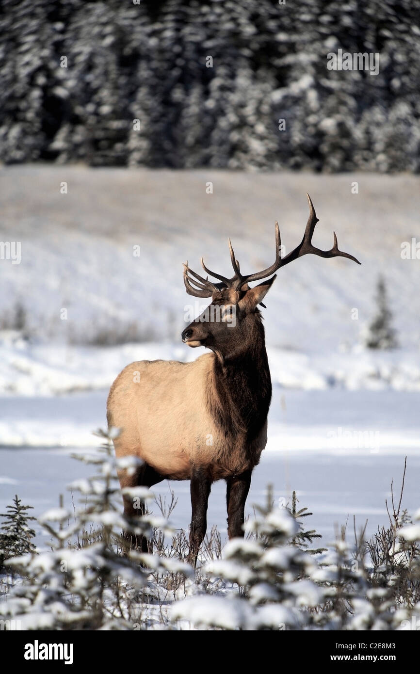 Elche (Cervus Canadensis); Bull Elk im Winter Stockfoto