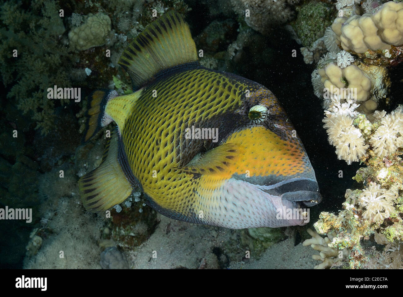 Titan Triggerfish Fish Stockfotos und -bilder Kaufen - Alamy