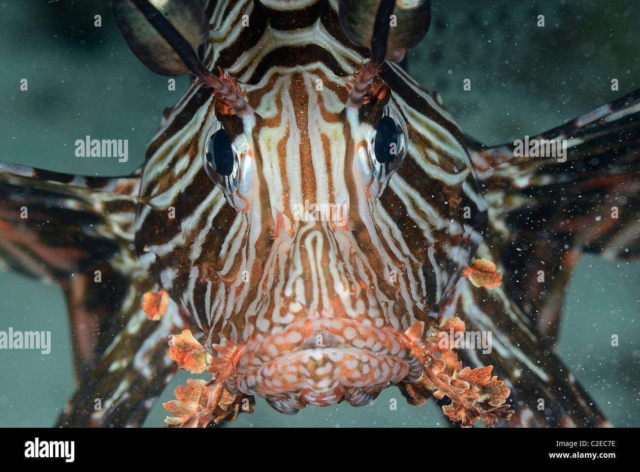 Rote Firefish, Saint John Reefs, Rotes Meer, Ägypten Stockfoto