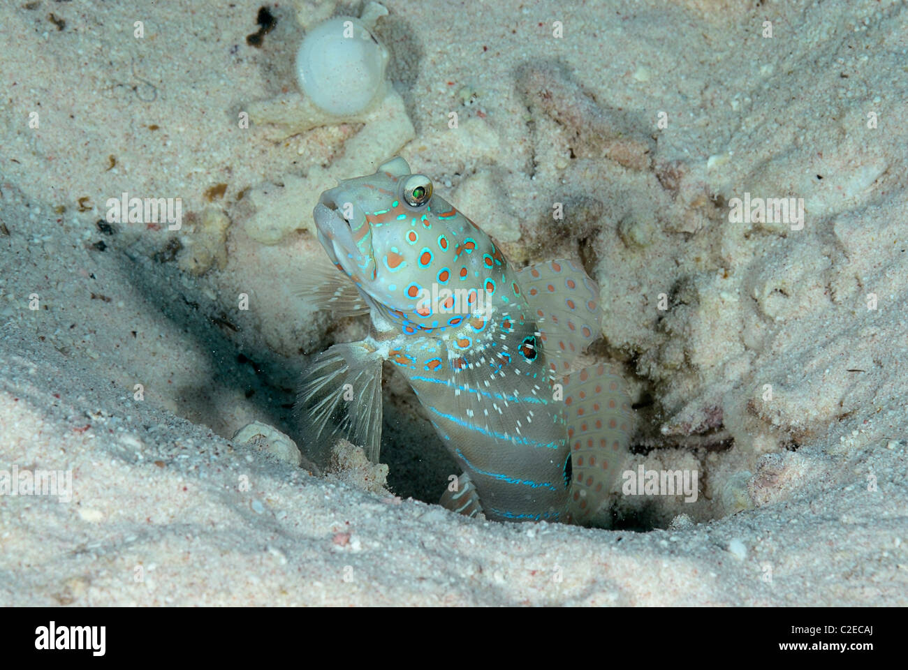 Blau gesprenkelt Shrimpgoby Fisch, Saint John Reefs, Rotes Meer, Ägypten Stockfoto