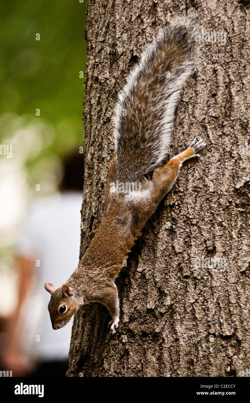 Östliche graue Eichhörnchen Sciurus Carolinensis, auf dem Baum in Union Square, Manhattan, New York City, USA Stockfoto