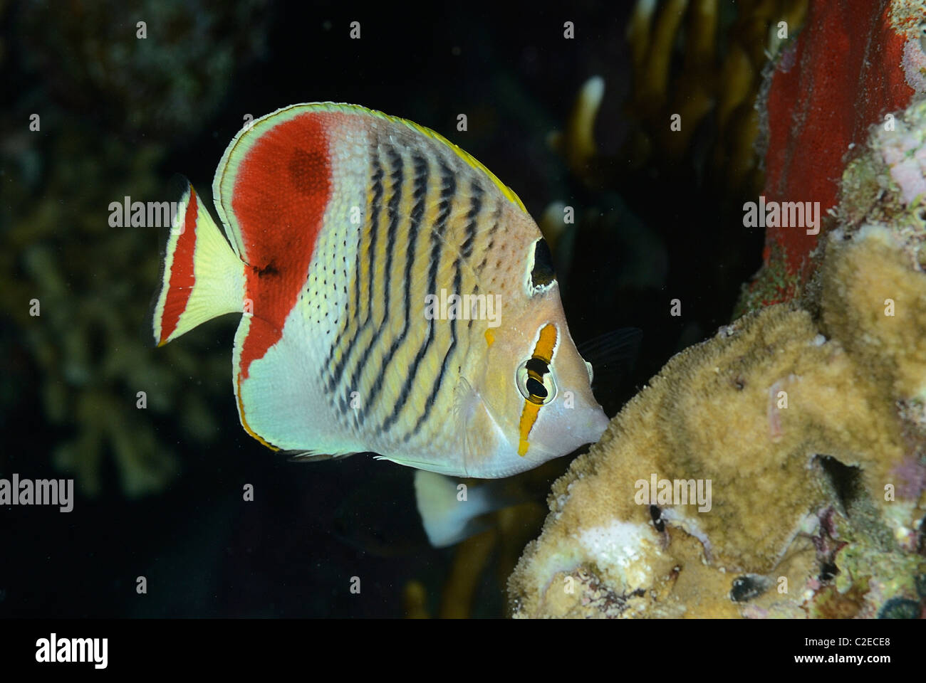 Redback Butterflyfish, Fisch, Saint John Reefs, Rotes Meer, Ägypten Stockfoto