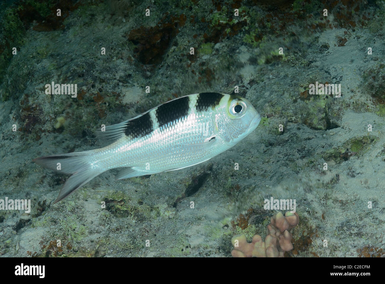 Großes Auge Brassen, Fish, Saint John Riffe, Rotes Meer, Ägypten Stockfoto