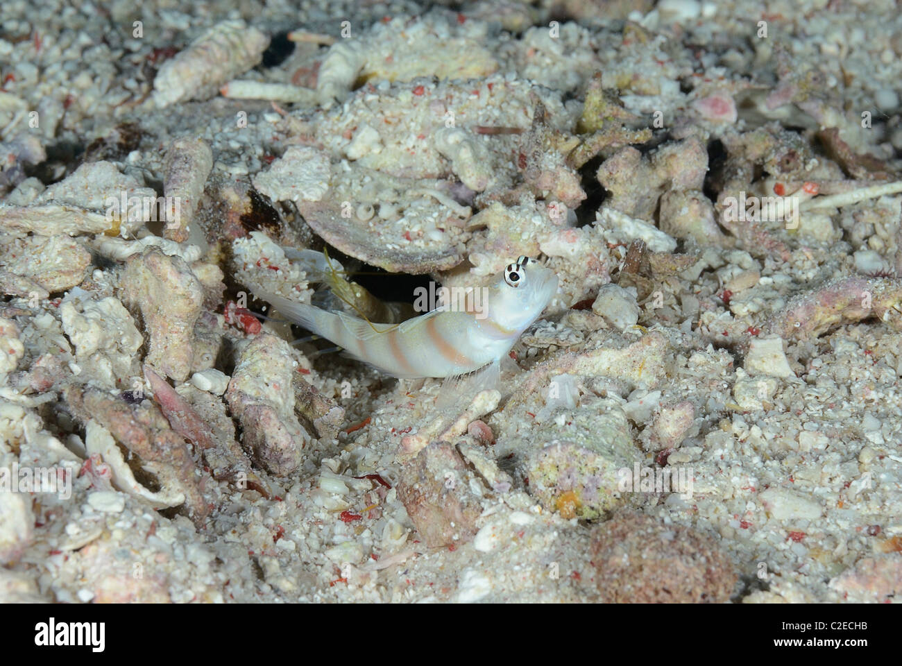 Wissenschaftlicher name steinitz garnelengrundel -Fotos und ...