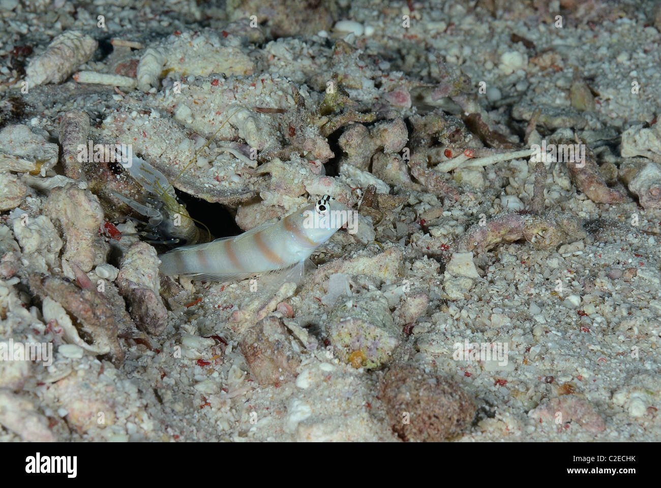 Wissenschaftlicher name steinitz garnelengrundel -Fotos und ...