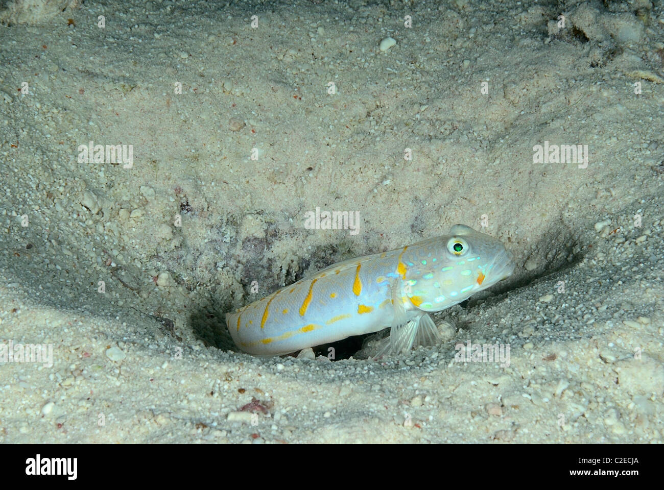 Barred Shrimpgoby, Fisch, Saint John Reefs, Rotes Meer, Ägypten Stockfoto