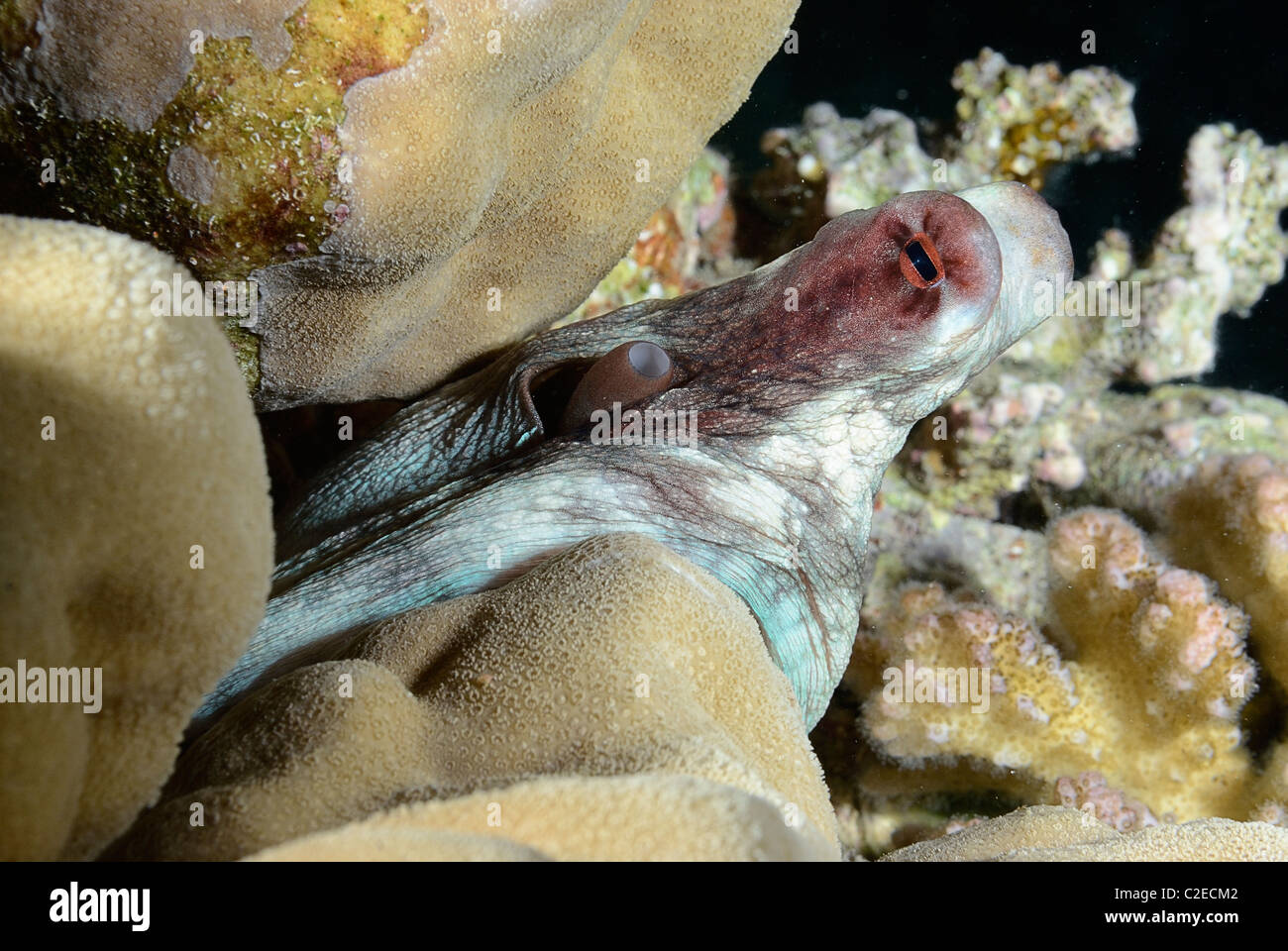 Gemeinsamen Riff Tintenfisch, Cephalopoden, Saint John Riffe, Rotes Meer, Ägypten Stockfoto