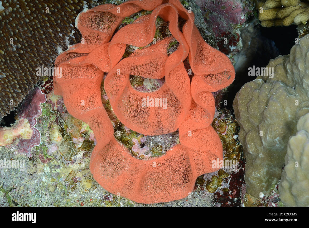 Red nudibranch -Fotos und -Bildmaterial in hoher Auflösung – Alamy