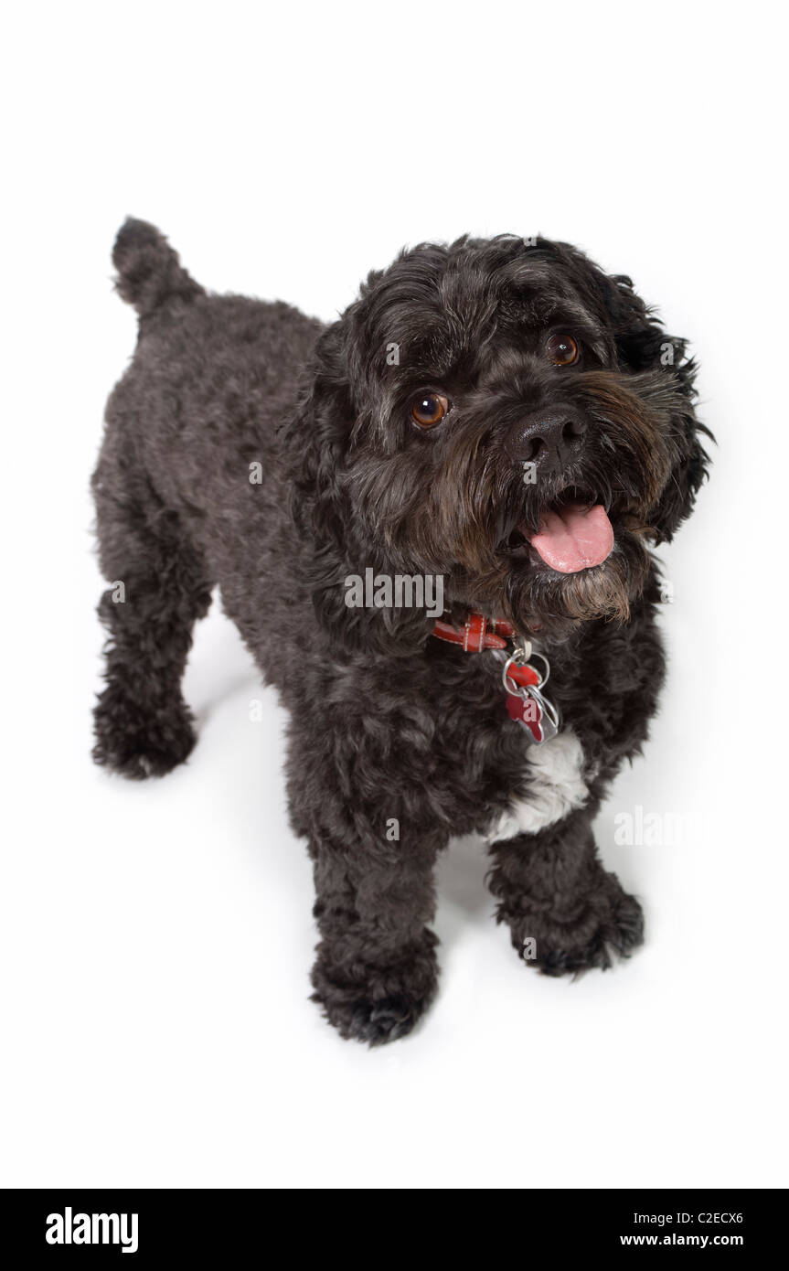 Schwarzen Bichon-Cocker Spaniel Hund Stockfoto