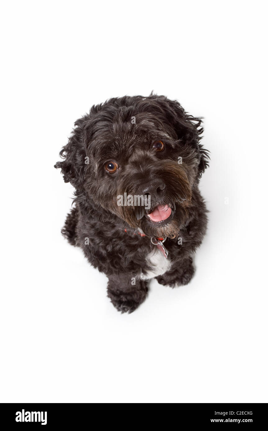 Schwarzen Bichon-Cocker Spaniel Hund Stockfoto