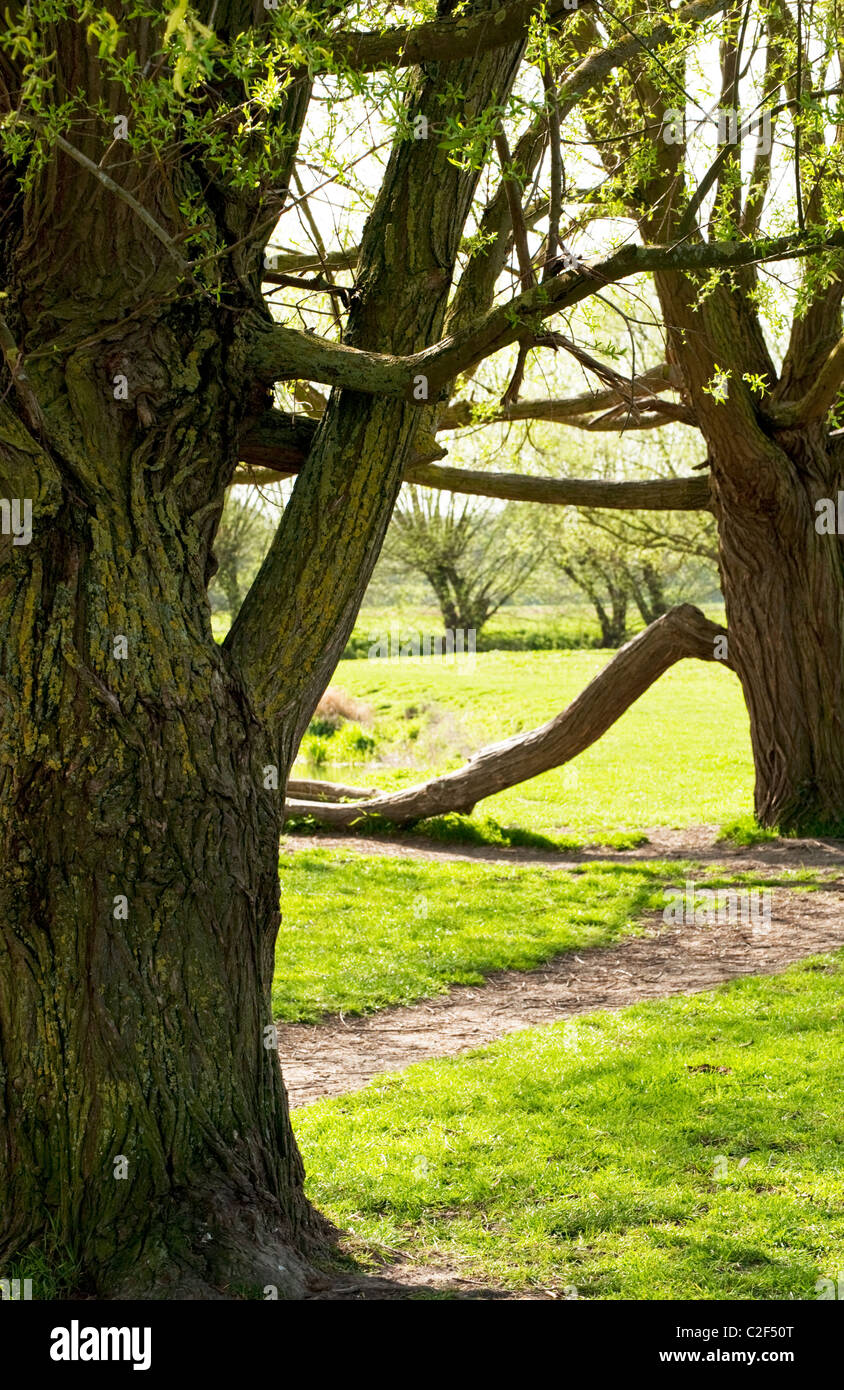 Weiden auf dem leuchtend grünen Rasen der Grantchester Wiese, Cambridge. Stockfoto