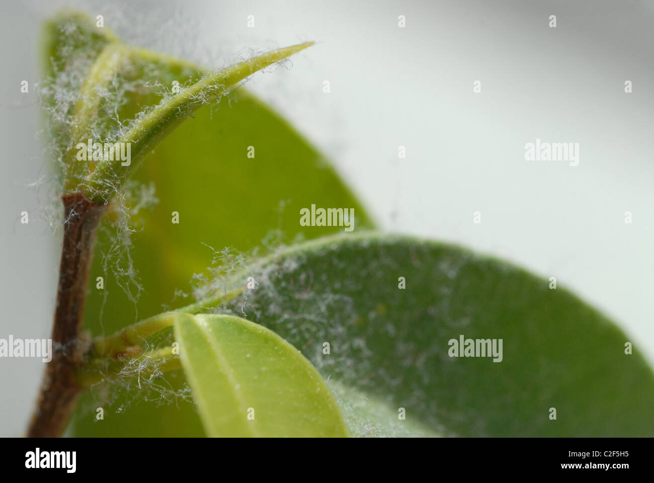 Staub auf eine Pflanze Ficus Benjamina. Stockfoto