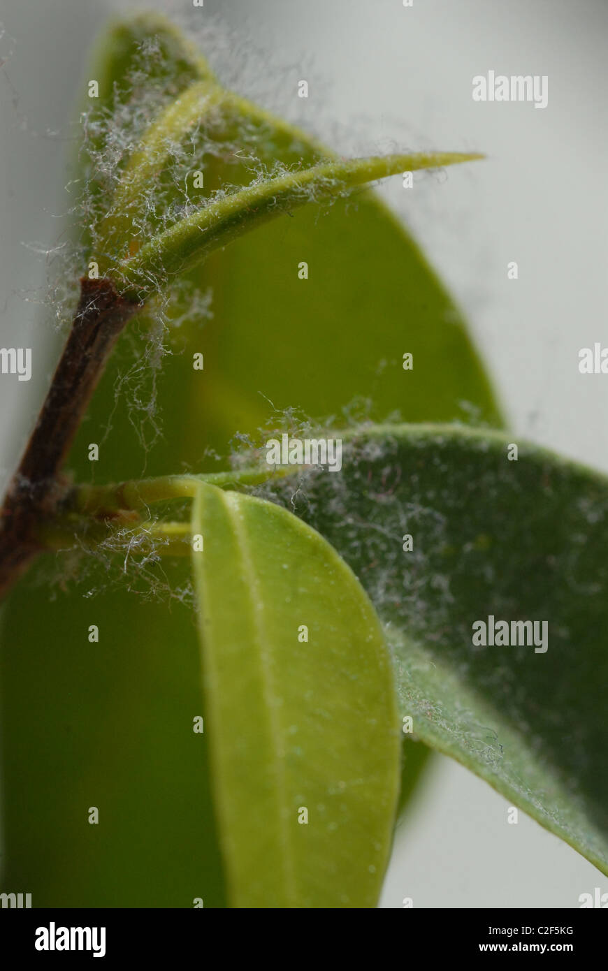 Staub auf eine Pflanze Ficus Benjamina. Stockfoto