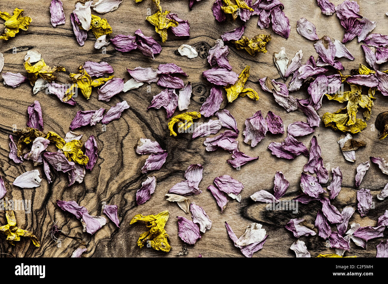 Tot narzisse Blüten und blühen auf ein olivenholz Brett. Mit einer Schwarz-Weiß-Filter verbessert Stockfoto