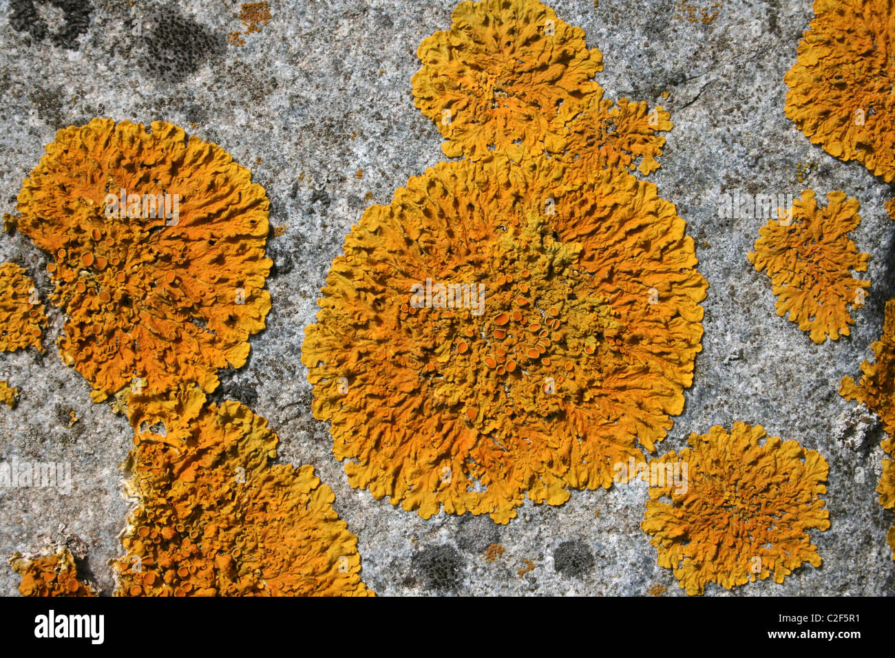 Gelb Orange Rosette von The Maritime Flechten Caloplaca Thallincola auf Felsen an Conwy RSPB Reserve, Wales Stockfoto