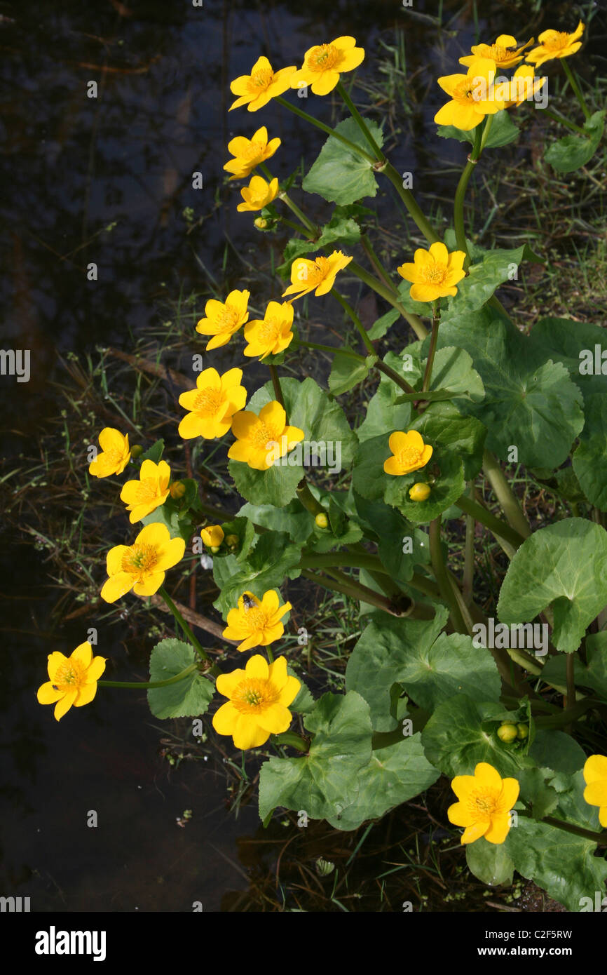 Marsh Marigold Caltha Palustris wächst neben A Teich bei Conwy RSPB Nature Reserve, Wales Stockfoto