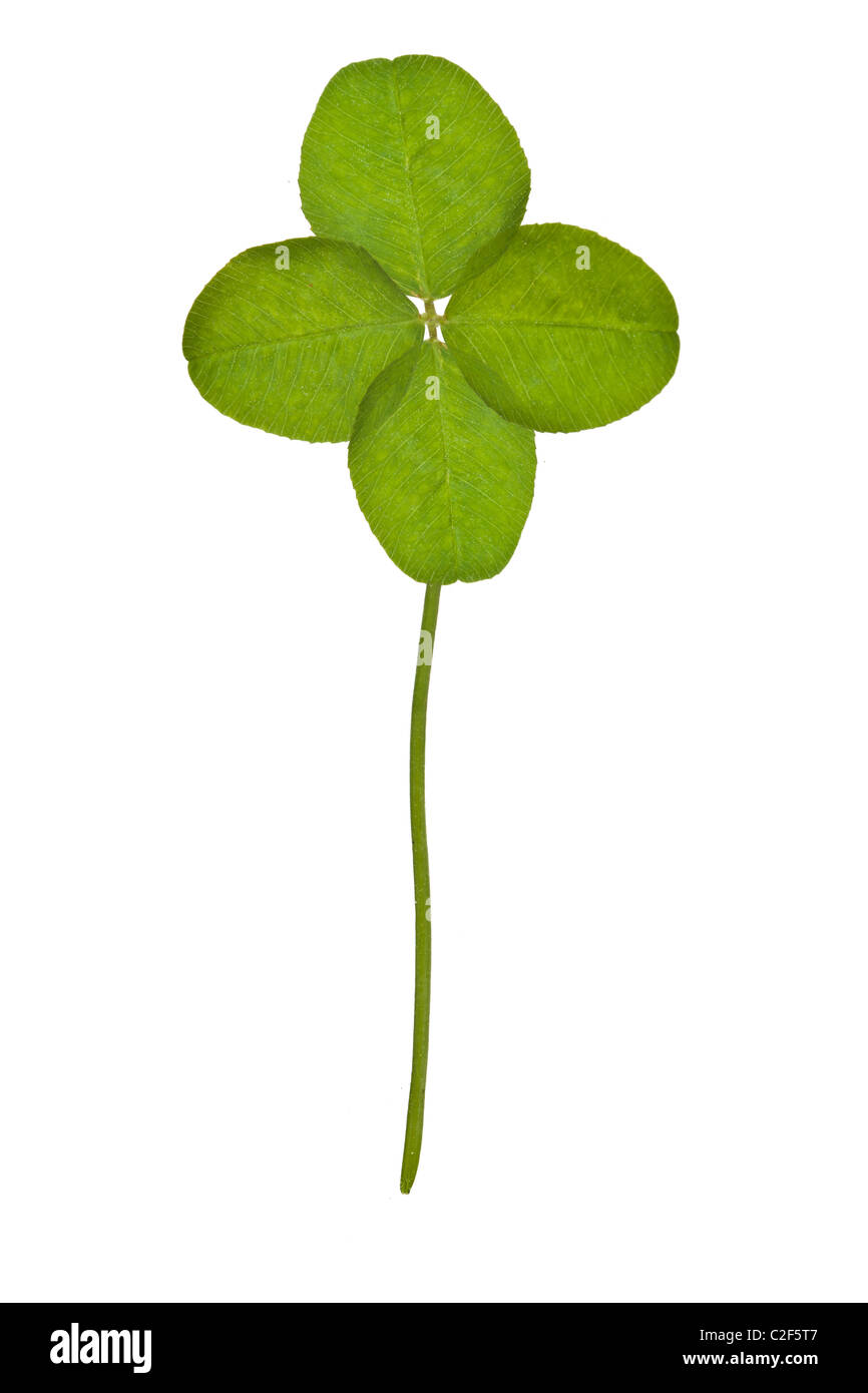Four Leaf Clover isoliert auf weiss Stockfoto