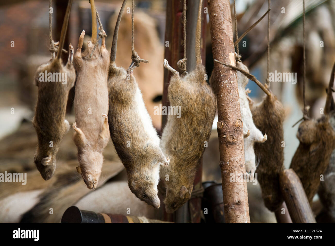 Ratte Fleisch / Ratten hängen / hängen. Ein Mediæval / Mittelalter
