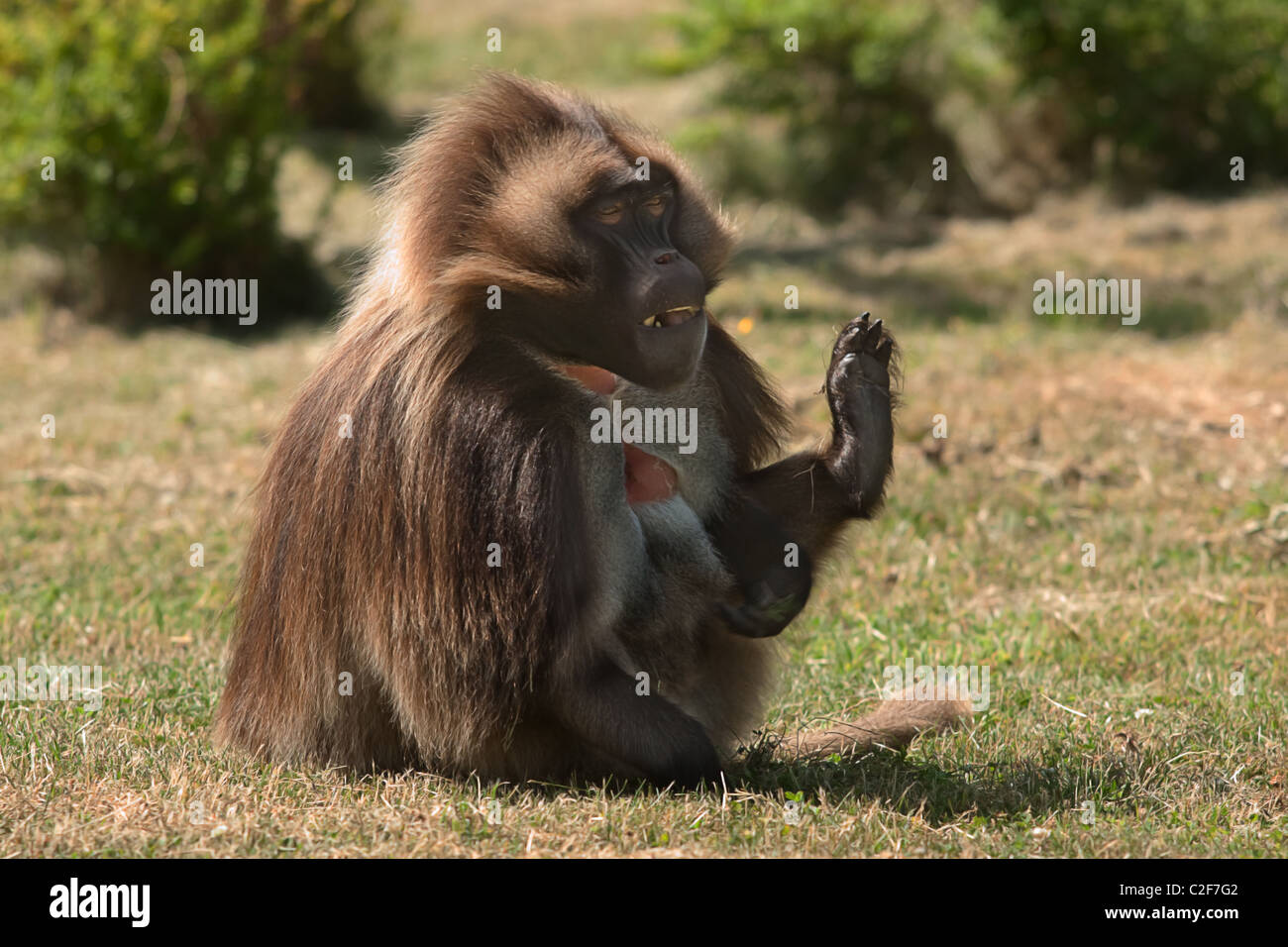 männlichen Gelada Pavian Stockfoto