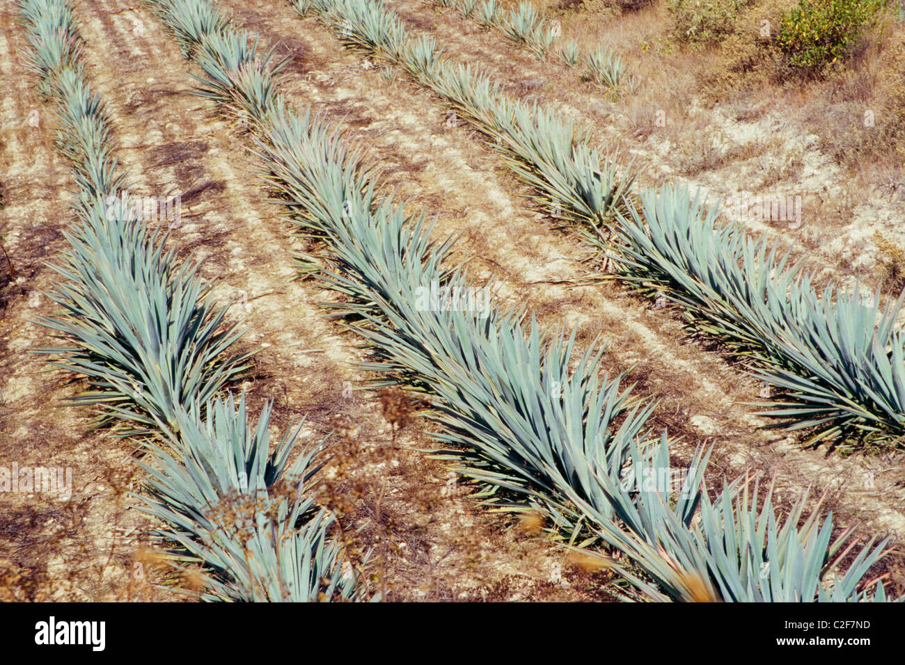 Maguey-Pflanze-Oaxaca-Mexiko Stockfoto