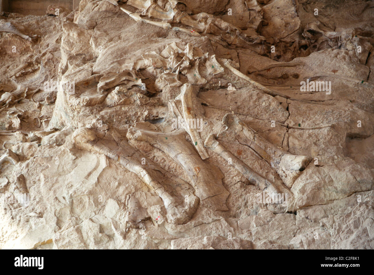 dinosaurier-knochen-utah-usa-c2f8k1.jpg