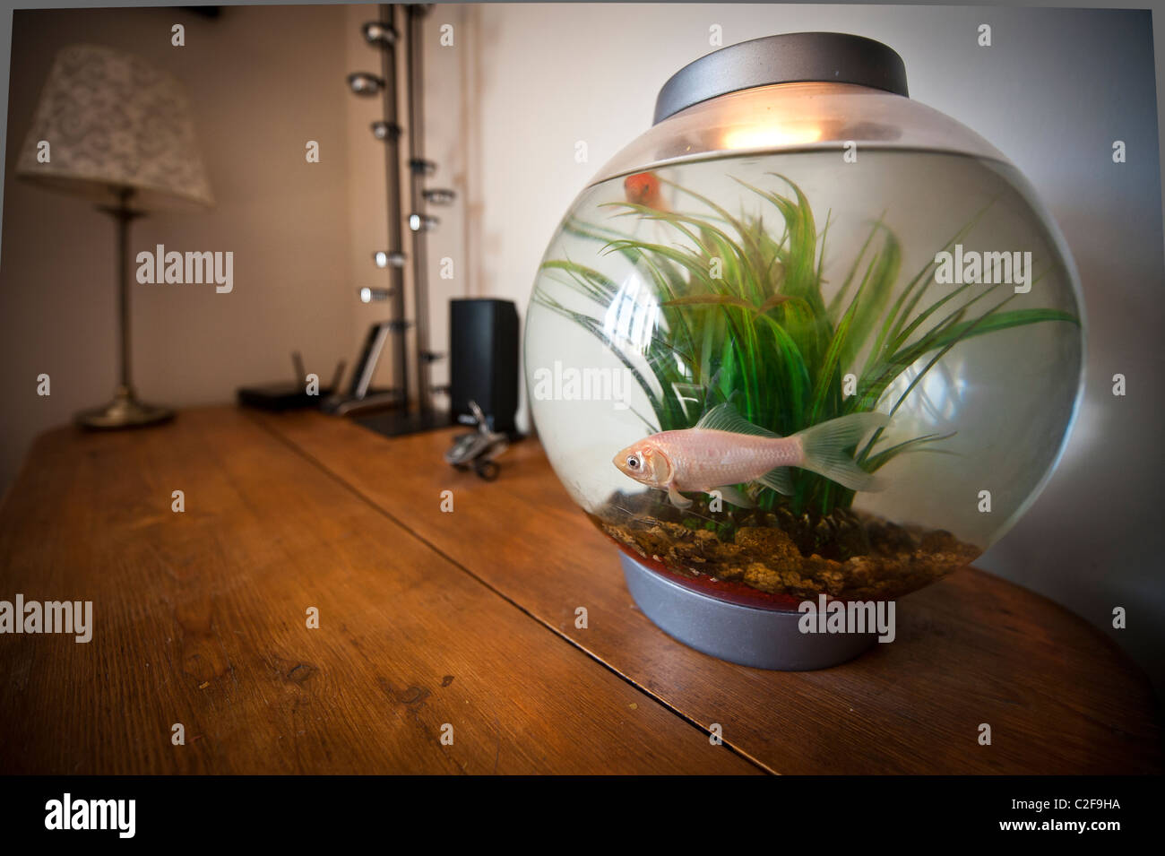 Nahaufnahme von Silber Goldfische in modernen Aquarium Tank im Haus Stockfoto