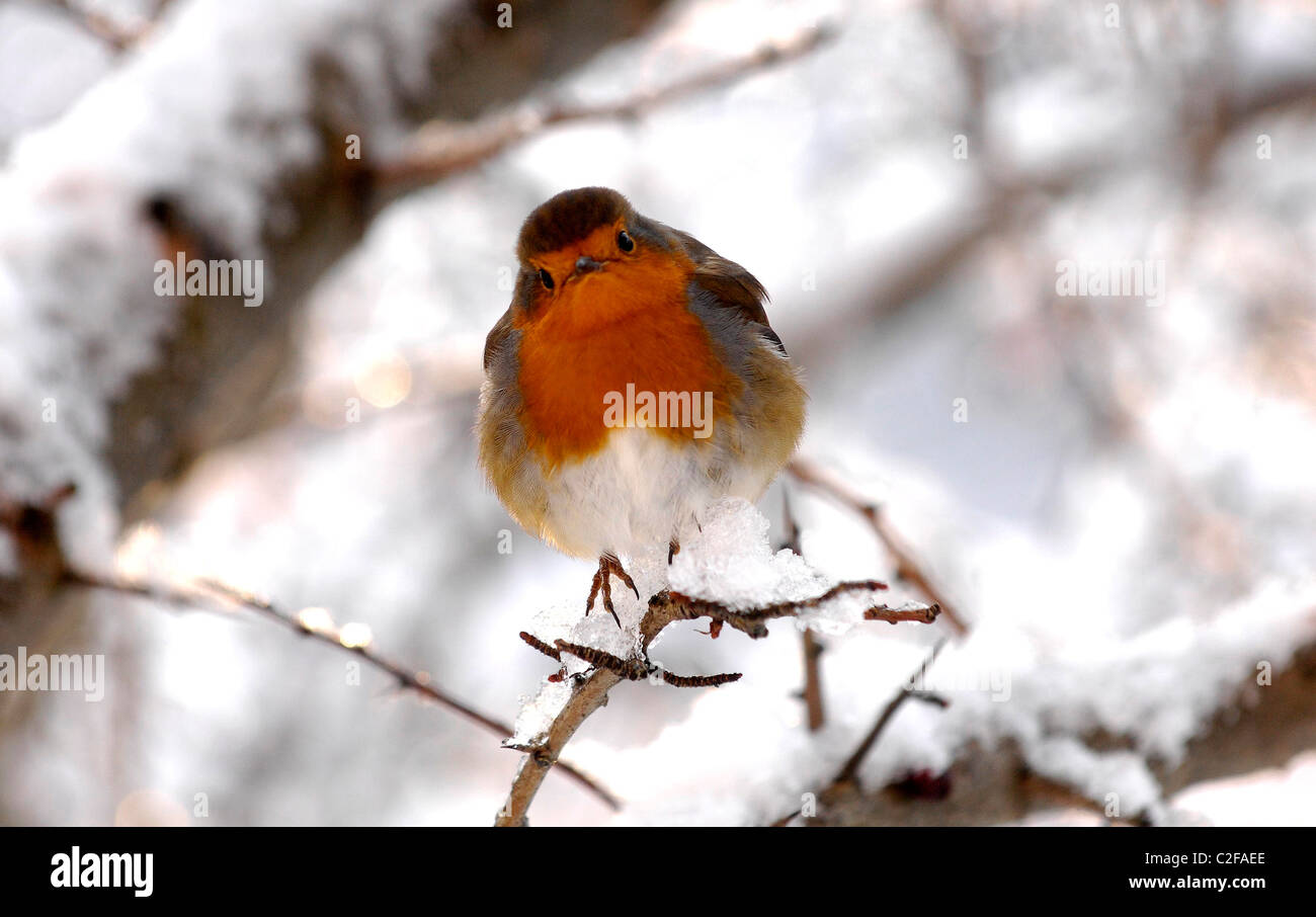 Ein Rotkehlchen hockt auf dem Schnee beklebt Zweig im Kelvingrove Park, Glasgow, Schottland. Stockfoto