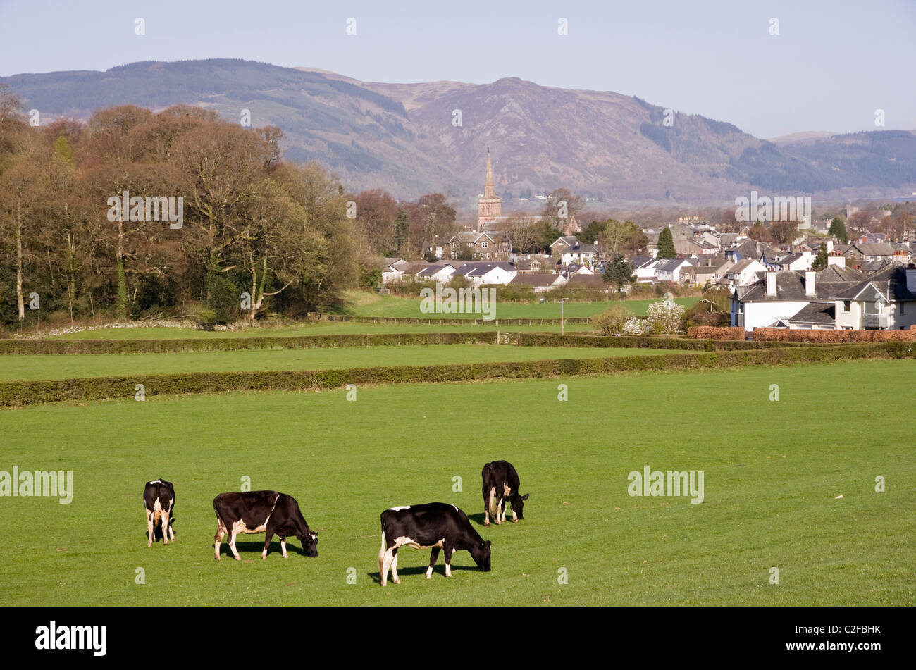 Pastorale Szene mit Holstein Friesen Herde der Milchkühe Rinder grasen auf ein Feld am Rande der Stadt. Keswick, Cumbria, England, UK. Stockfoto