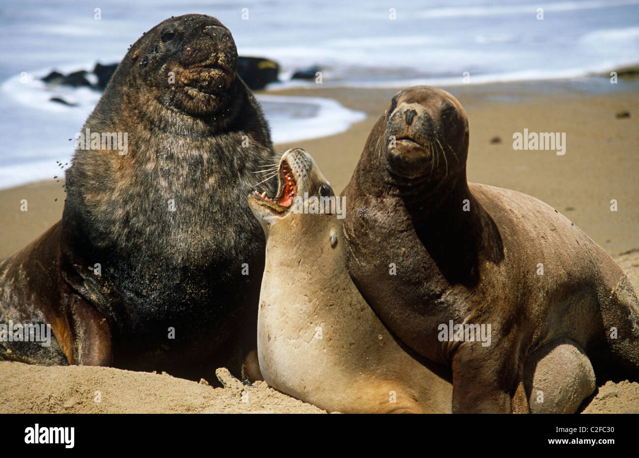 Seelöwen Süd-Insel Neuseeland Stockfoto