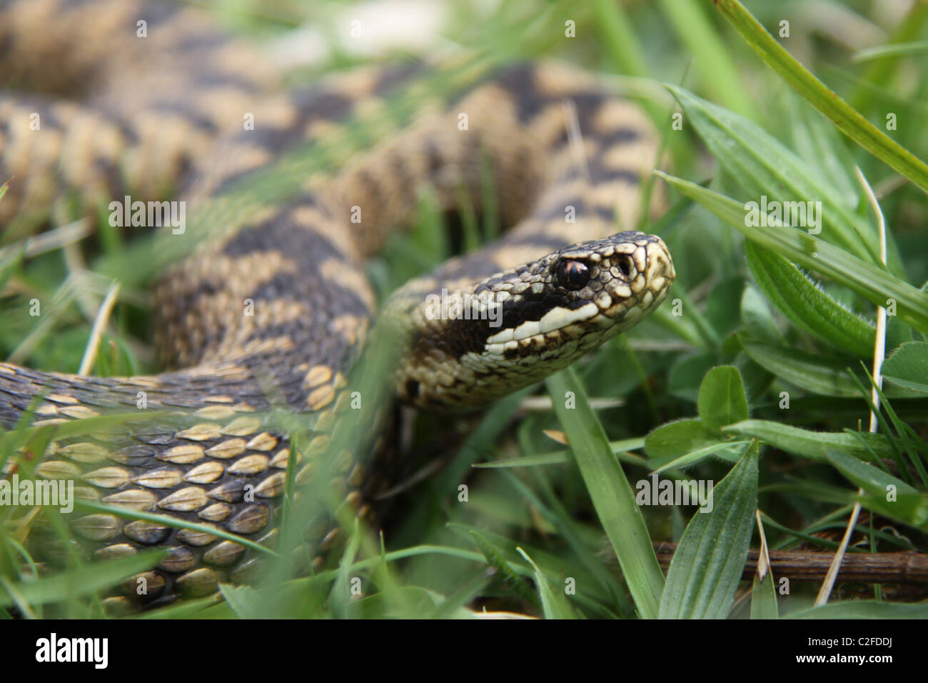 Weibliche Kreuzotter (Vipera Berus) Aalen, Cotswolds, UK Stockfoto