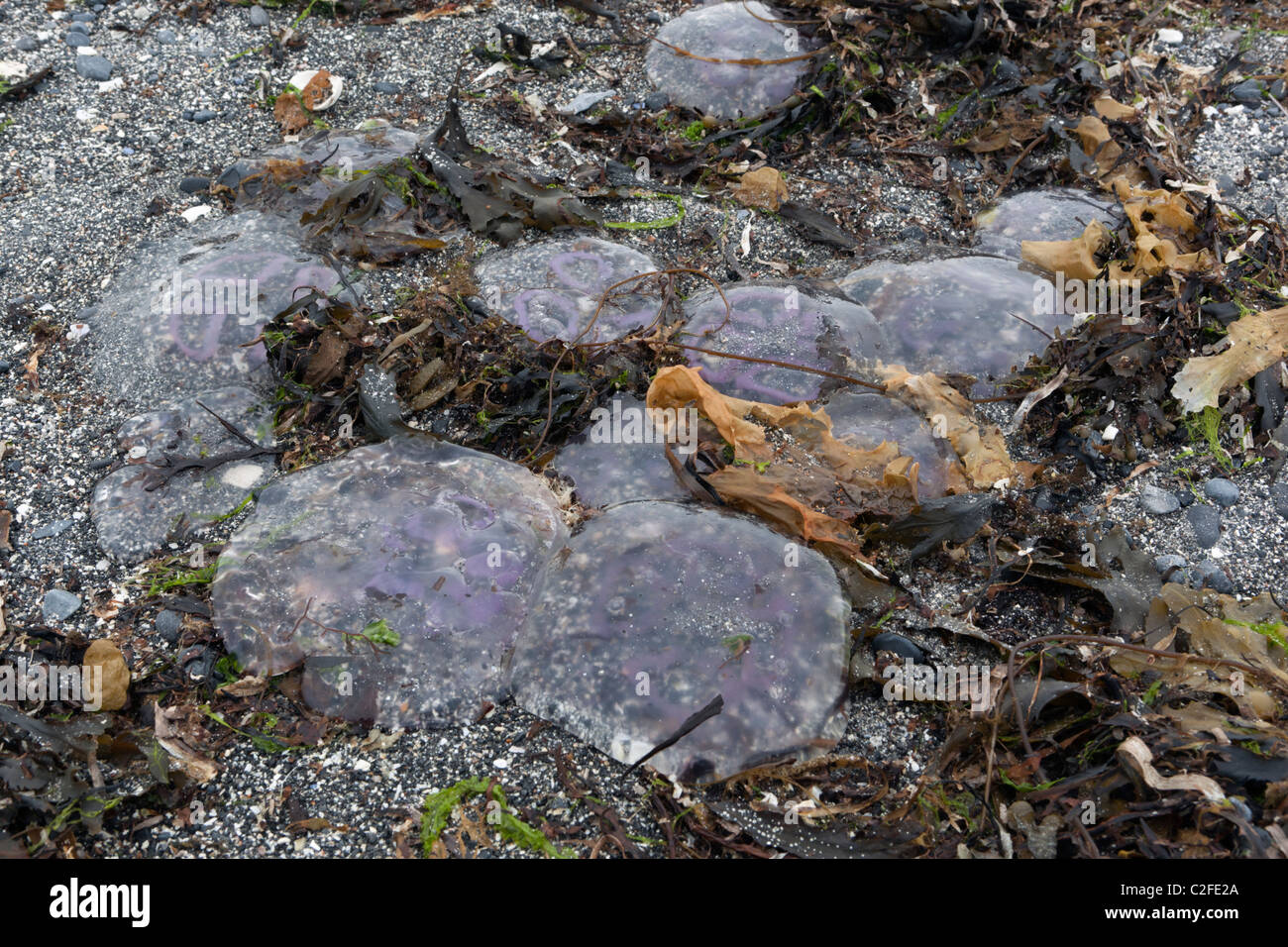 Quallen am Strand von Traught auf Doorus Halbinsel Stockfoto