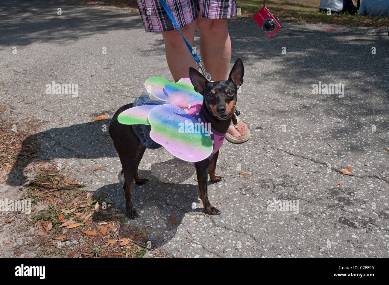 Tage High Springs Florida Zwergpinscher Hund während in Schmetterling Kostüm gekleidet Stockfotografie -