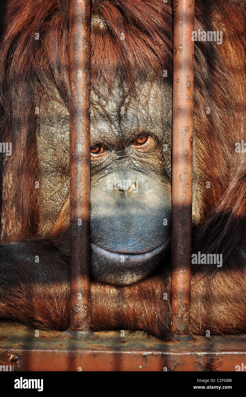 Nahaufnahme Portrait eines Orang Utan Behing die Bars im Zoo mit dem traurigen Blick in seinen Augen. Stockfoto